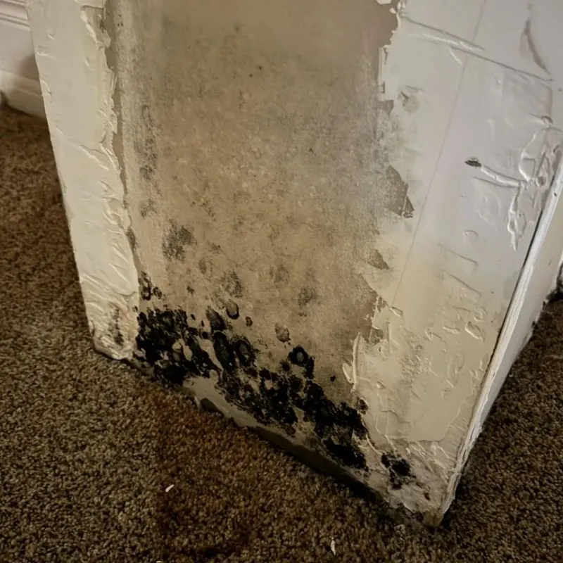 Professional Mold Removal in Rosepine, LA